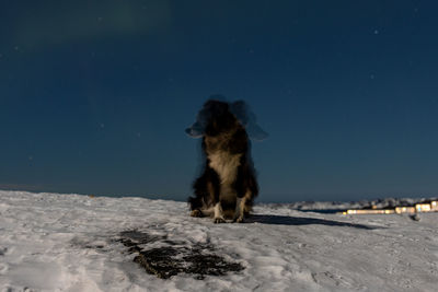 Dog standing on field against sky during winter