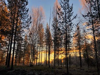 Trees in forest during autumn