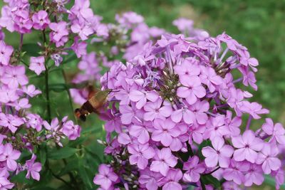 Close-up of bee pollinating on pink flower