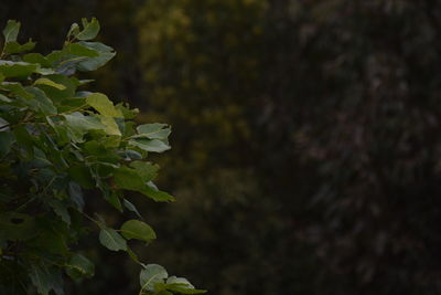 Close-up of leaves