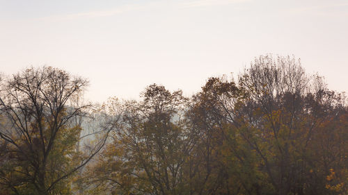 Low angle view of trees against sky