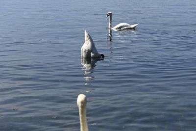 Seagull in water