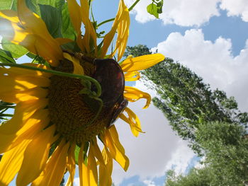 Low angle view of sunflower blooming against sky