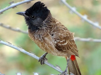 Close-up of bird perching outdoors