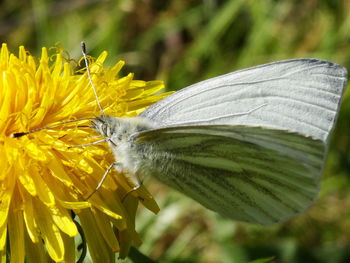 Close-up of butterfly pollinating on yellow flower