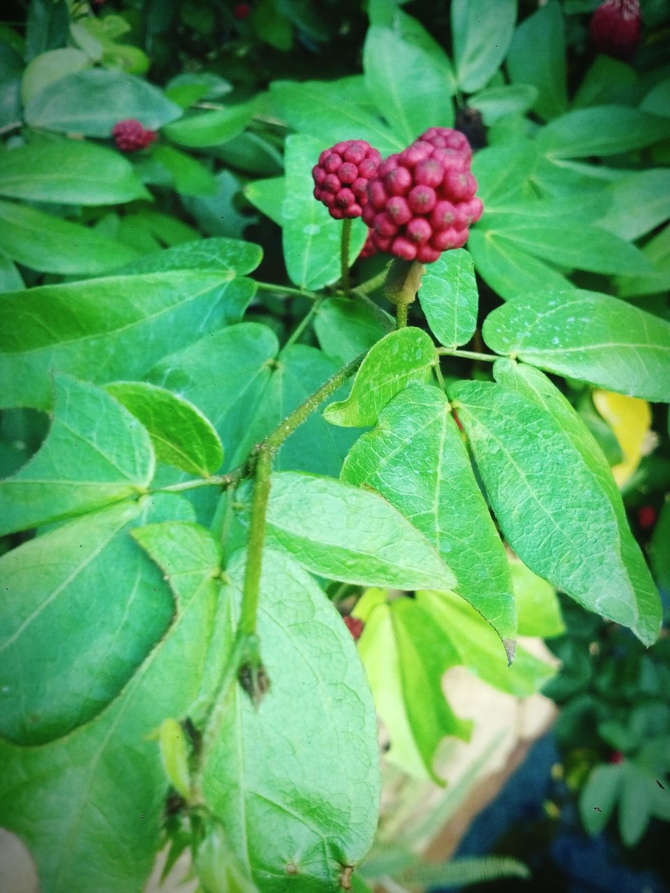 CLOSE-UP OF FRESH GREEN PLANTS