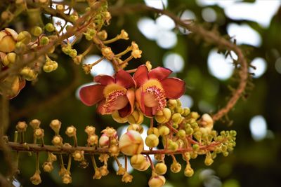 Close-up of red flowering plant