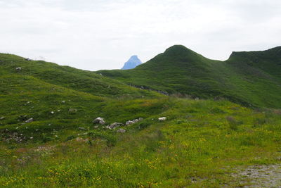 Scenic view of grassy field