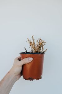 Close-up of cropped object over white background