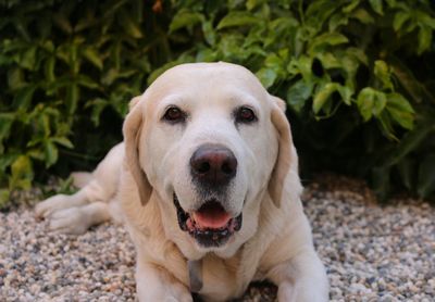 Close-up portrait of dog smiling, sticking out tongue outdoors. relaxed.