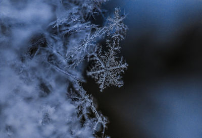 Close-up of frozen tree