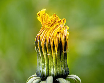 Close-up of yellow flowering plant