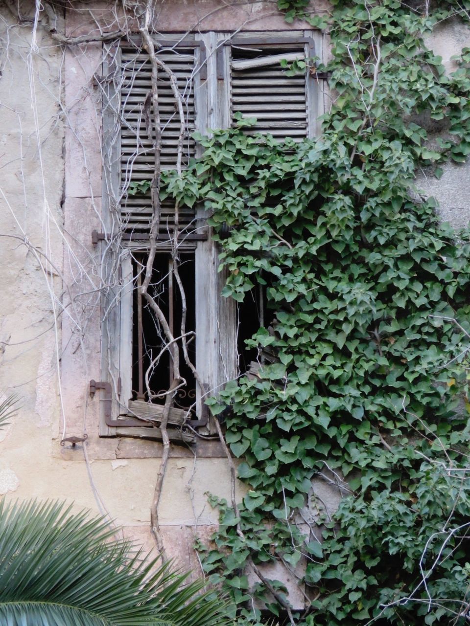 plant, built structure, architecture, growth, house, building exterior, ivy, leaf, wood - material, green color, window, door, wall - building feature, closed, old, outdoors, wall, day, abandoned, front or back yard