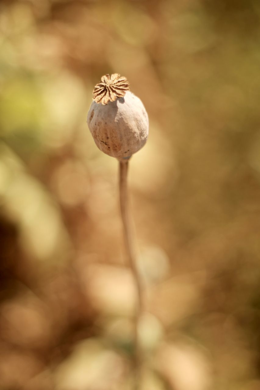 CLOSE-UP OF POPPY BUD