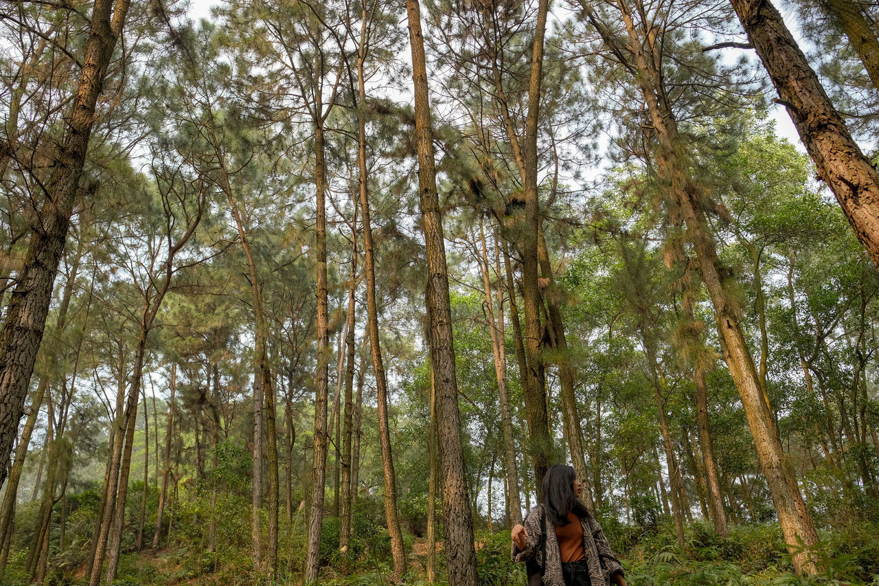 LOW ANGLE VIEW OF TREES IN THE FOREST