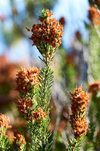 Close-up of flowering plant