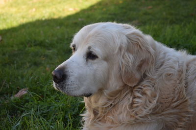 Close-up of dog looking away on field