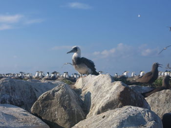 Bird perching on rock