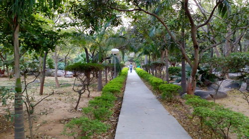 View of trees in park