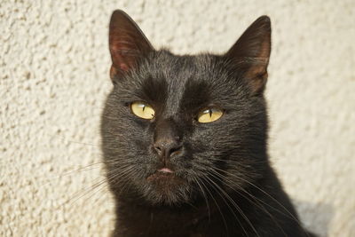 Close-up portrait of black cat