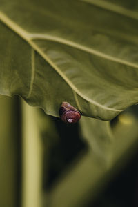 Close-up of snail on plant