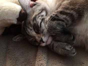 Close-up of cat sleeping