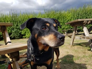 Close-up of dog looking away on field