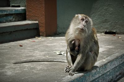 Close-up of monkeys