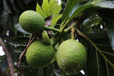 Close-up of fruits growing on plant