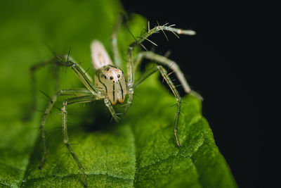 Close up of lynx spider on green leaf and nature background, thailand.