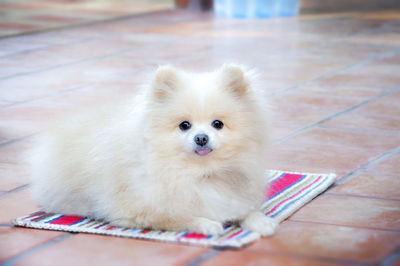 High angle portrait of a dog