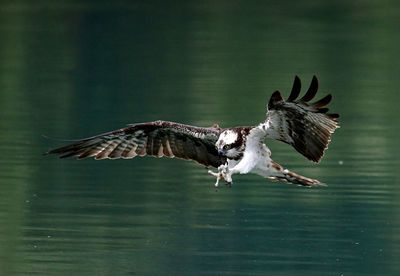 Low angle view of eagle flying over lake