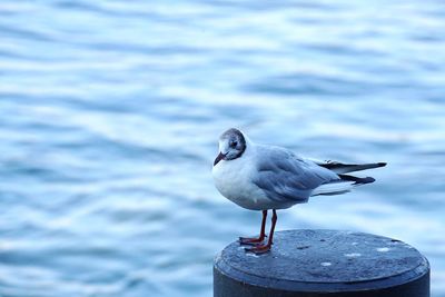 Seagull perching on wooden post