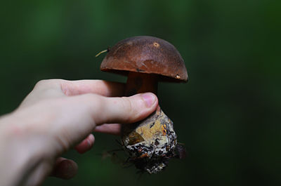 Close-up of hand holding mushroom