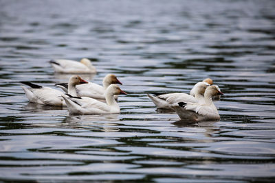 Selective focus view of snow geese floating close to one another in the st. lawrence river