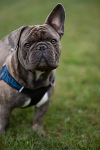 Close-up portrait of dog on field