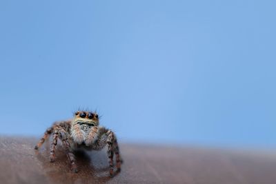 Close-up of spider