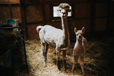 Portrait of two alpacas in the field