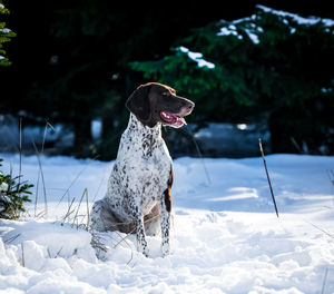 Dog looking away on snow covered land