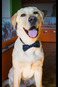 Close-up portrait of dog sitting on floor