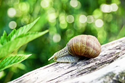 Close-up of snail on log