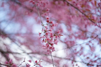 Close-up of cherry blossom tree