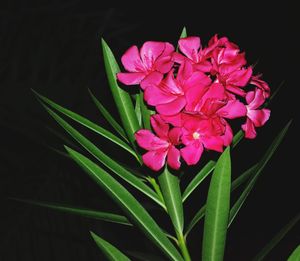 Close-up of pink flower