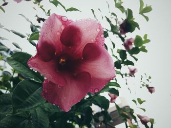 Close-up of pink flower blooming against sky