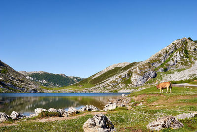 View of a horse in a mountain against sky