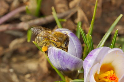 Close-up of butterfly pollinating on purple flower