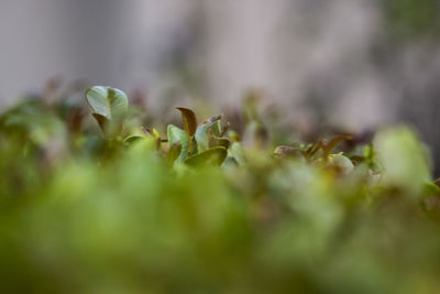 Close-up of plant growing outdoors