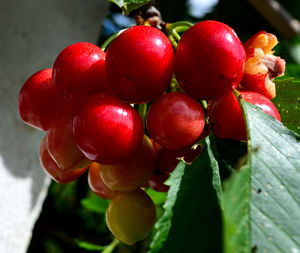 Close-up of cherries in water