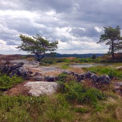 Trees on landscape against sky