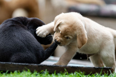 Two yellow lab puppy playing on grass. one biting the others tail